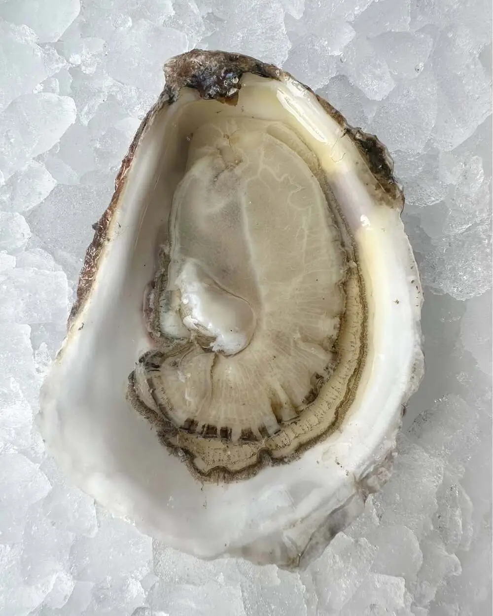 Oyster